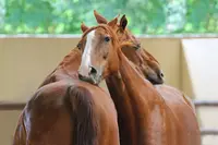"un Pas de Côté", Haras de Mignaloux