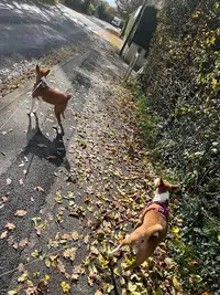 Woof School - Éducation Canine