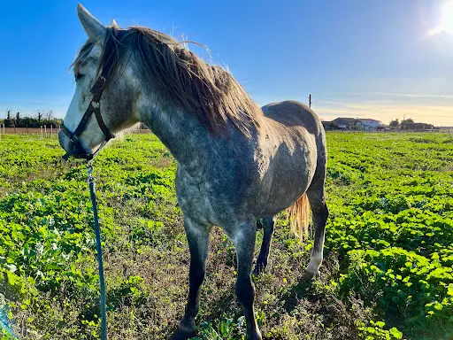 Pension Pour Chevaux À Milhaud Prés de Nîmes | les Écuries de Alegria