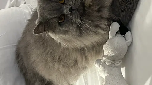 Chatterie des Fourmigeres
