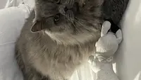 Chatterie des Fourmigeres
