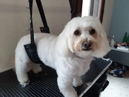 Grooming Marvellous France