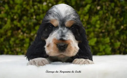 Élevage & Toilettage : le Royaume de Lecki