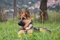 La Solution Canine Perpignan