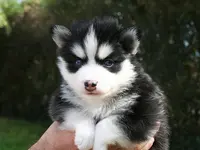 Tama Inu