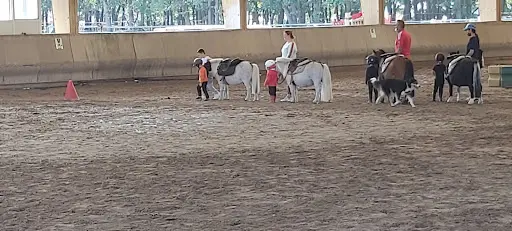 Hdl Equitation