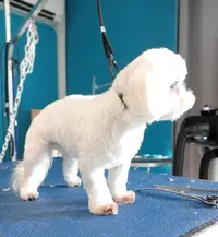 Dog Line