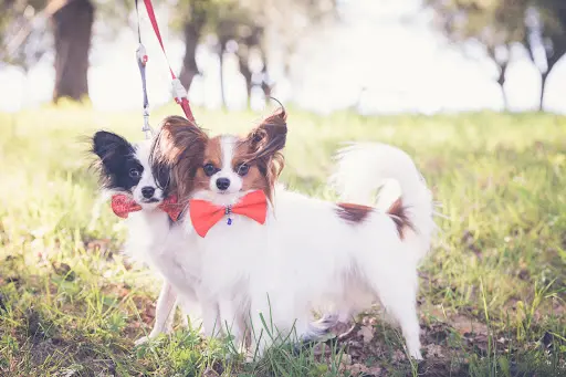 Elevage de Chiens de la Rêverie du Teyamilouka, Élevage Canin Epagneul Nain Continental Papillon: Acheter Chiot Lof