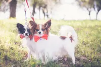 Elevage de Chiens de la Rêverie du Teyamilouka, Élevage Canin Epagneul Nain Continental Papillon: Acheter Chiot Lof