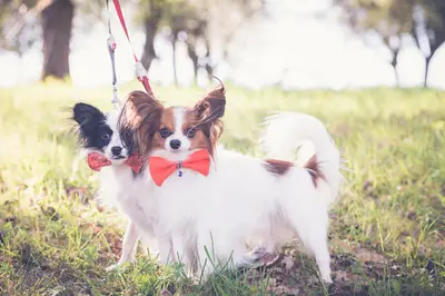 Elevage de Chiens de la Rêverie du Teyamilouka, Élevage Canin Epagneul Nain Continental Papillon: Acheter Chiot Lof