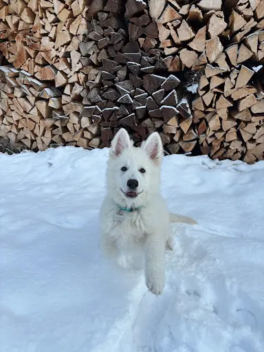 De l'Aige de la Tournelle : Berger Blanc Suisse et Boston Terrier