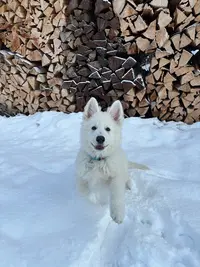 De l'Aige de la Tournelle : Berger Blanc Suisse et Boston Terrier