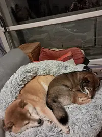 Elevage Shiba et Akita - Neko-ken