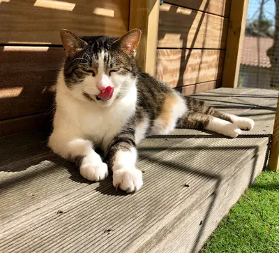 Fée Pour Chats