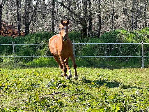 Les Écuries de Lacanau de Mios