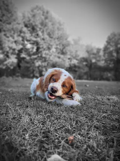 Pension Canine du Chemin de Nottes