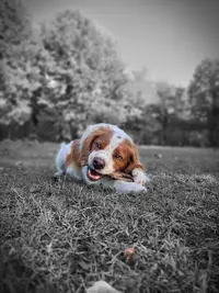 Pension Canine du Chemin de Nottes