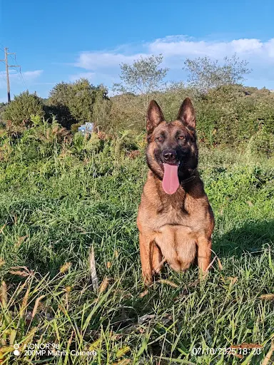 Élevage Canin Vom Schloss Rickens