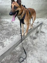 Dog Univers City -éducateur Canin Miramas