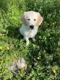 Les Goldens des Tribus D’or