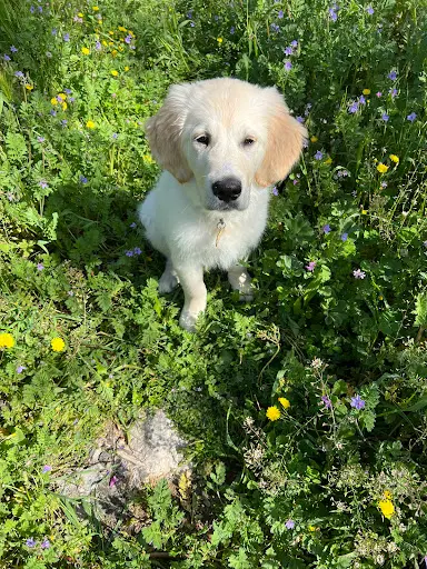 Les Goldens des Tribus D’or