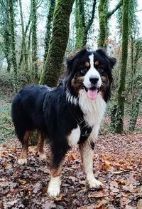 Elevage de l'Aussie Happy - Chiots Berger Australien