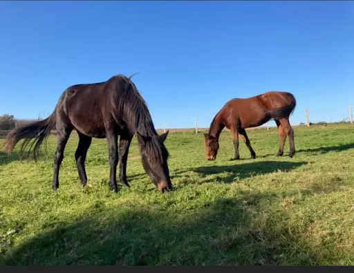 Equi Libre
