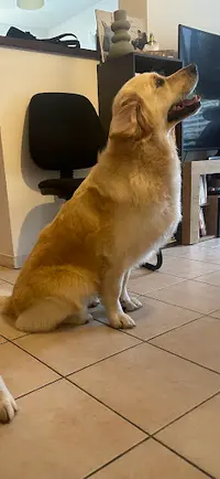 Lena Toiletteuse Canin