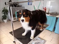 Lady Dog