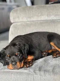 Élevage de Rottweiler Vom Kleinen Gasthof