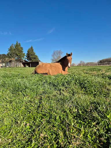 Elevage d'Amaria, Chevaux Lusitaniens