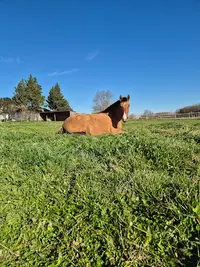 Elevage d'Amaria, Chevaux Lusitaniens