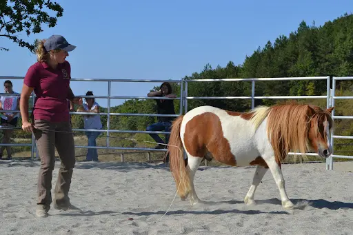 Ace Horse Farm - Quarter Fondation et Paint Horse - Stages et Formations