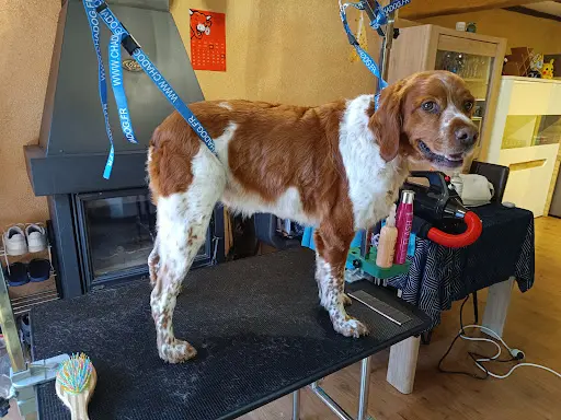 Toiletteur Canin - Toilettage À Domicile sur Mirepoix et Ses Alentours - Aka Maru Toilettage Par Stéphanie