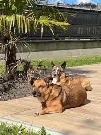 Alex Gardanimo - Pension Canine, Visites Chats À Domicile et Promenades Chiens