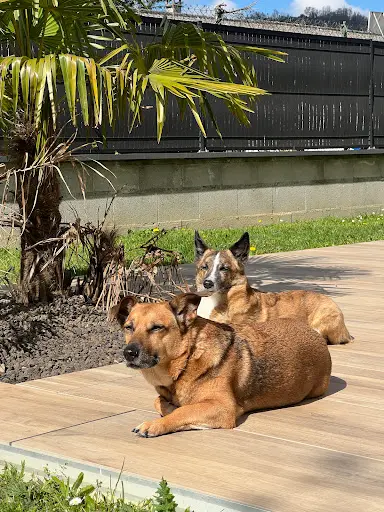 Alex Gardanimo - Pension Canine, Visites Chats À Domicile et Promenades Chiens
