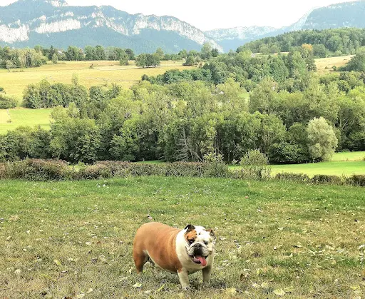 Du Royaume des Sept Couronnes : Élevage de Chiens Chiots Bulldog Anglais Lof en Isère, Auvergne-rhône-alpes en France
