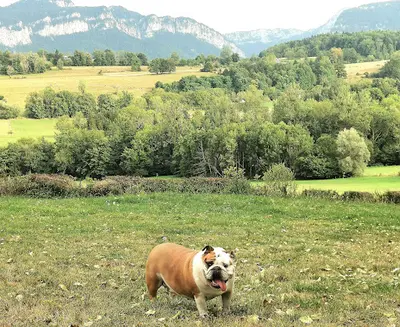Du Royaume des Sept Couronnes : Élevage de Chiens Chiots Bulldog Anglais Lof en Isère, Auvergne-rhône-alpes en France