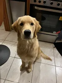 Elevage Golden Retriever de la Petite Sulka