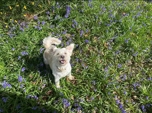 Pension Canine Familiale au Paradis des Chiens