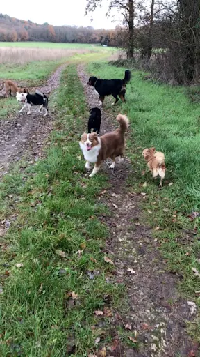 l'Ecole de Médor et Youki - Pension Pour Chien et Formation Éducateur Canin