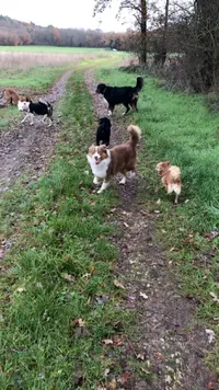 l'Ecole de Médor et Youki - Pension Pour Chien et Formation Éducateur Canin