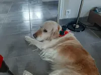 Au Bonheur des Chiens