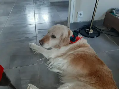 Au Bonheur des Chiens