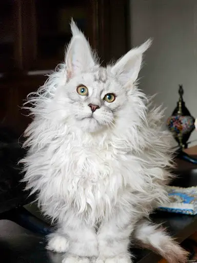 Élevage de Maine Coon - Chatterie des Sables d'Egypte