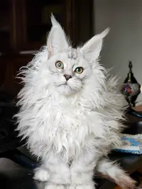 Élevage de Maine Coon - Chatterie des Sables d'Egypte