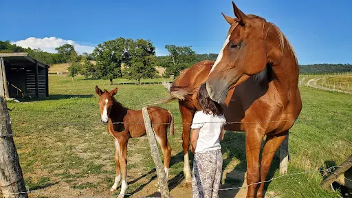 Haras de Sorne