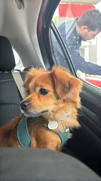 Divadog