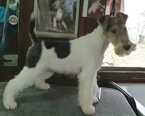 Elevage Vallauris des Astucieux Fox Terrier