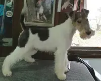 Elevage Vallauris des Astucieux Fox Terrier